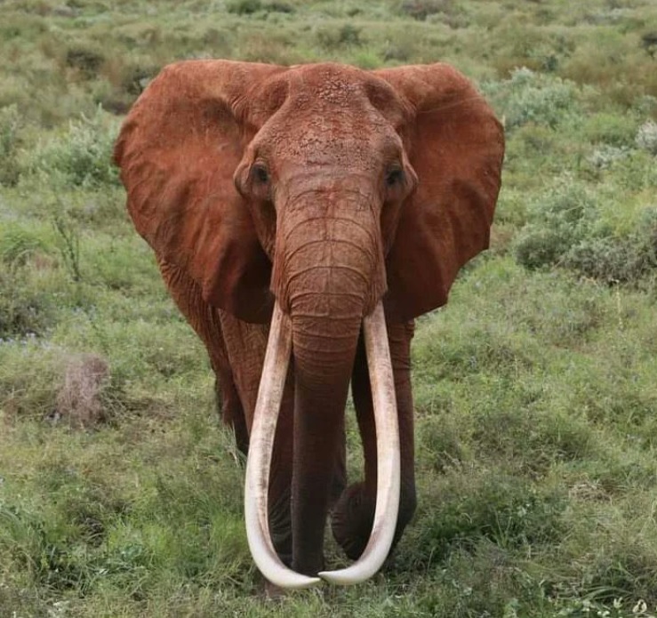 У Кенії померла знаменита слониха з бивнями