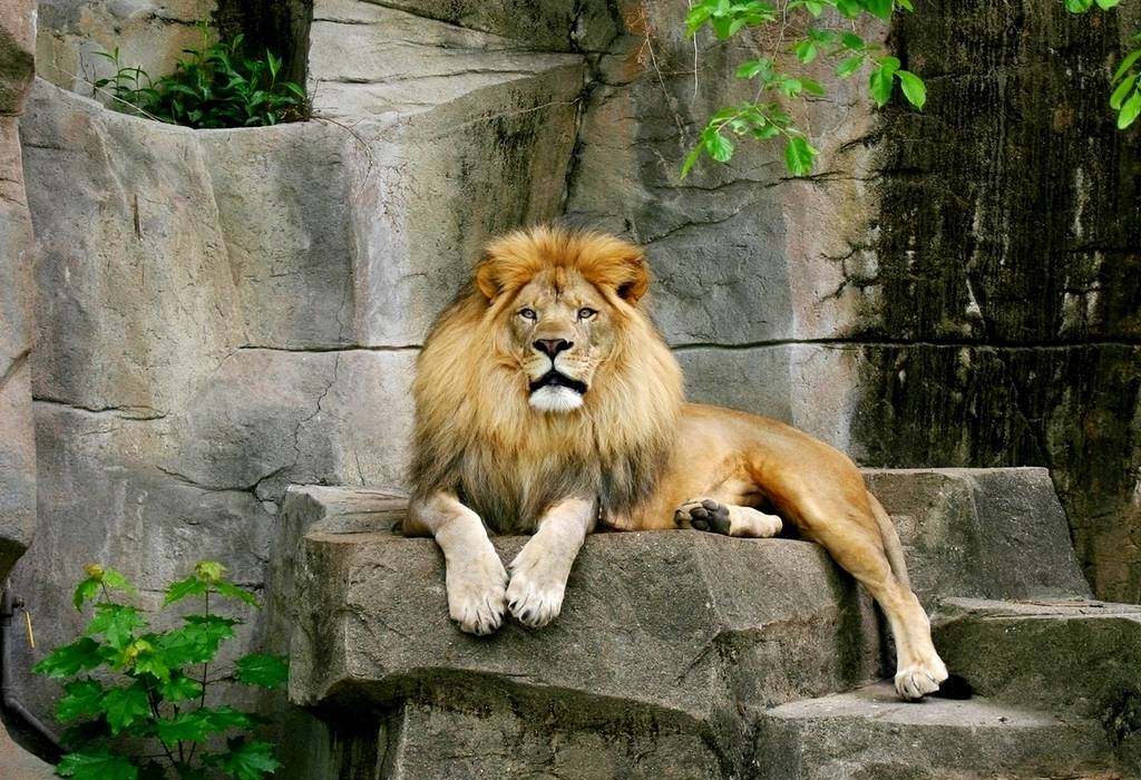 Австралійський зоопарк показав на відео, як пʼятьом левам вдалось втекти з вольєра