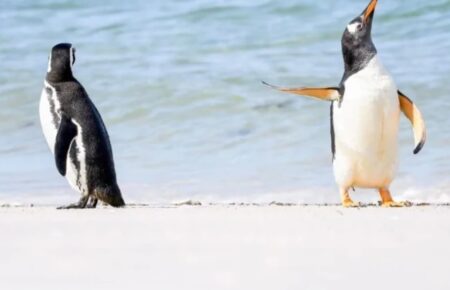 Науковці зʼясували, що пінгвіни можуть мати певний ступінь самоусвідомлення