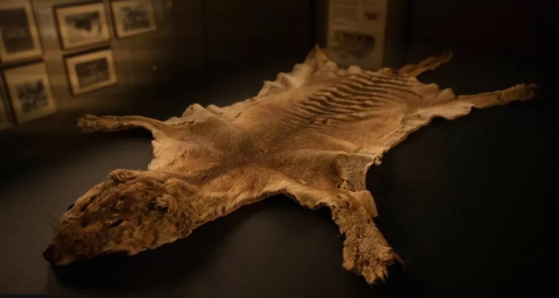 В Австралії в музейній шафі знайшли рештки останнього відомого сумчастого вовка