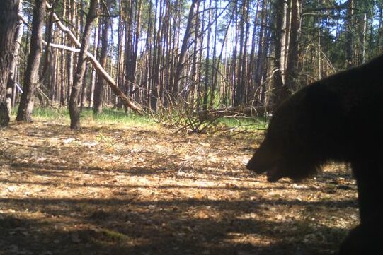У Чорнобильській зоні знову зафіксували бурого ведмедя (ФОТО)