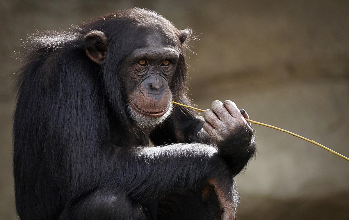 Жестова мова шимпанзе має місцеві діалекти — дослідження
