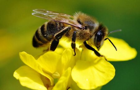 США одобрили использование первой в мире вакцины для медоносных пчел