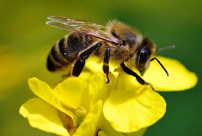 США схвалили використання першої у світі вакцини для медоносних бджіл
