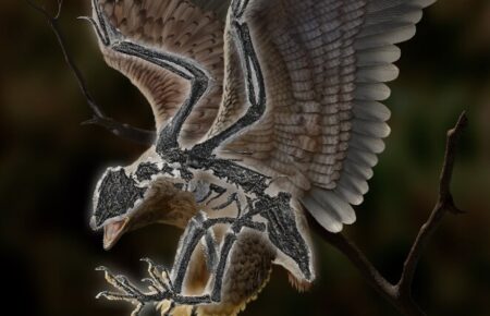 У Китаї знайшли скамʼянілого птаха з головою динозавра