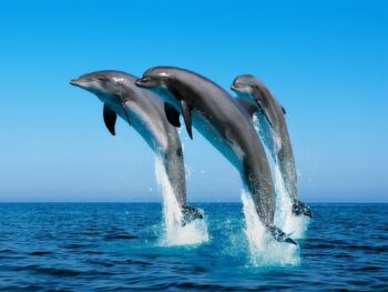 Якщо не буде дельфінів, не буде здорового Чорного моря: Іван Русєв про масову гибель дельфінів у Чорному морі