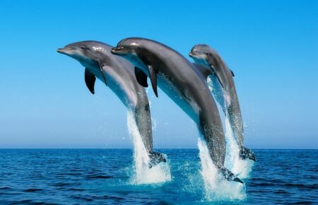 Якщо не буде дельфінів, не буде здорового Чорного моря: Іван Русєв про масову гибель дельфінів у Чорному морі
