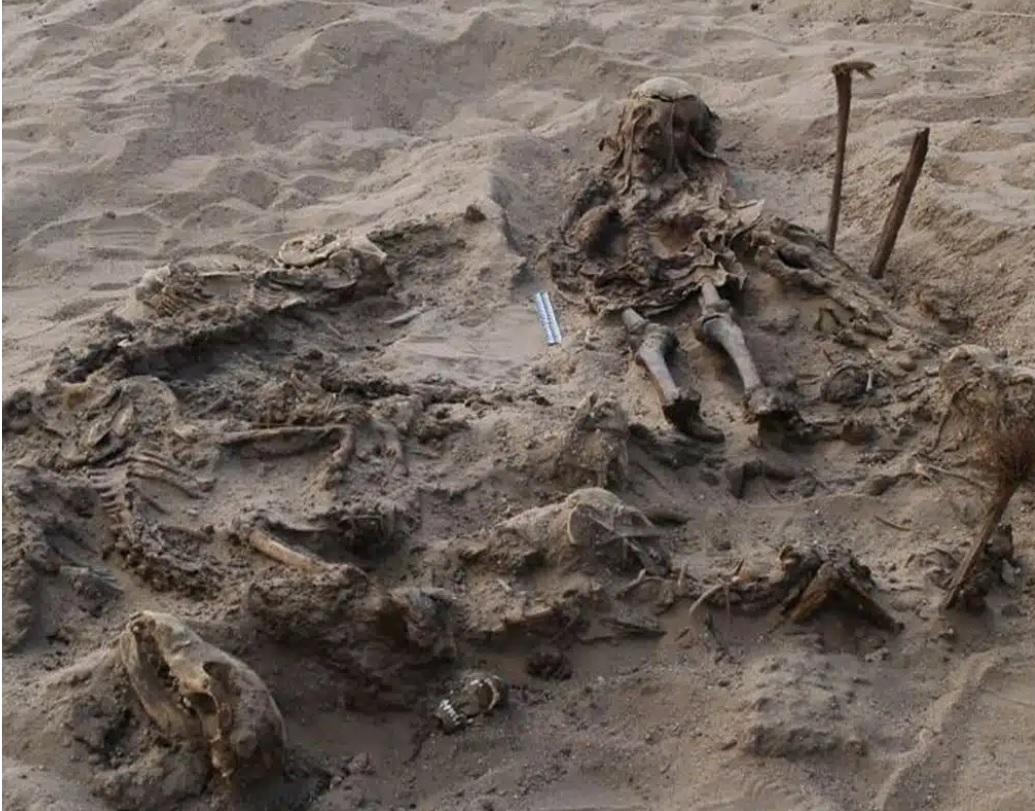 У Єгипті знайшли могилу, де поховані дитина та 142 собаки