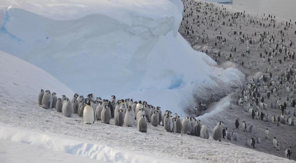 В Антарктиді колонію пінгвінів знайшли за слідами екскрементів на супутникових знімках