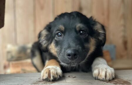 Люди, які рятують котів і собак, часто саме через це не покидають прифронтові міста і села — координаторка ініціативи Save Pets of Ukraine