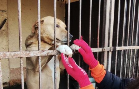 Патронаж притулків для тварин запускають в Україні: як це працює