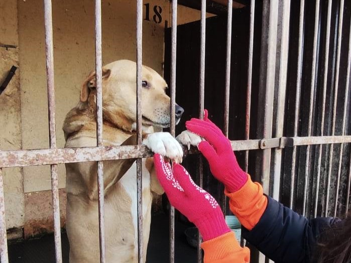 Патронаж приютов для животных запускают в Украине: как это работает