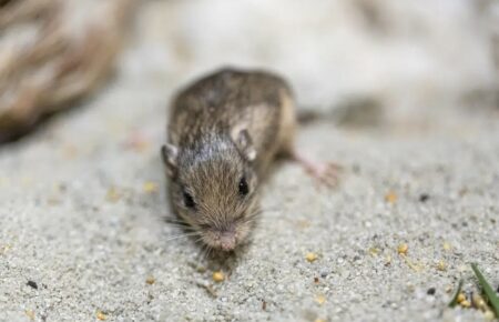 У США виявили найстарішу у світі мишу: її внесли до Книги рекордів Гіннеса