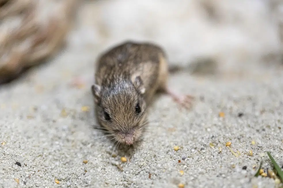 В США обнаружили самую старую в мире мышь: ее внесли в Книгу рекордов Гиннеса