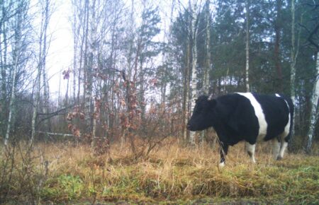 Поблизу Чорнобиля живе стадо здичавілих корів: вони навчилися виживати без людей (ФОТО)