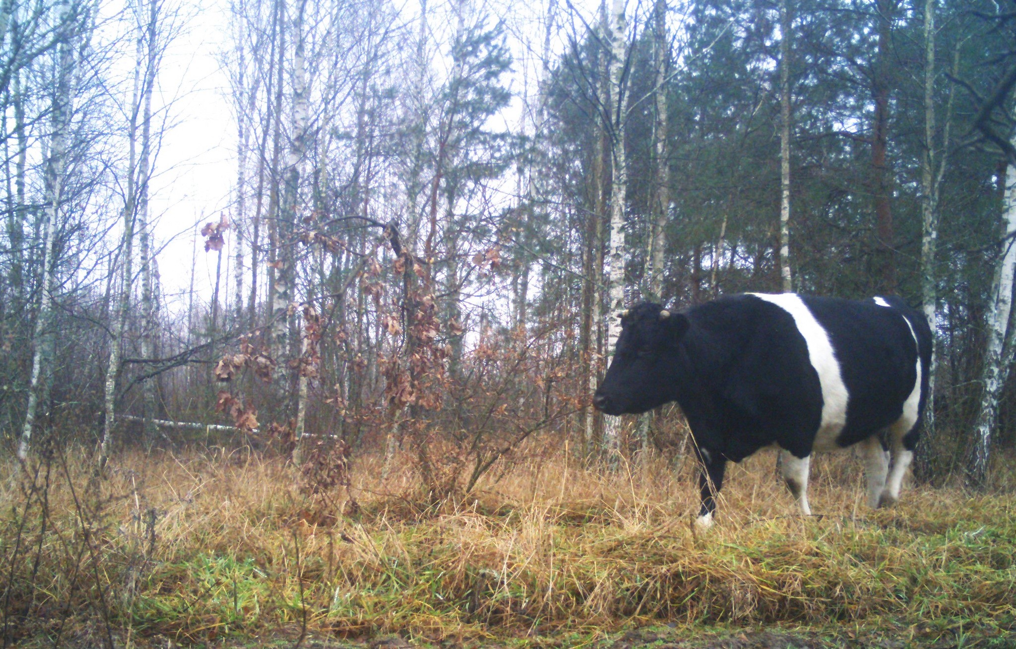 Поблизу Чорнобиля живе стадо здичавілих корів: вони навчилися виживати без людей (ФОТО)