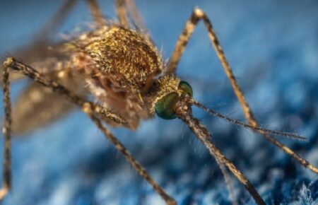 Малярійні комарі розширюють зону існування майже на 5 кілометрів щороку — дослідження