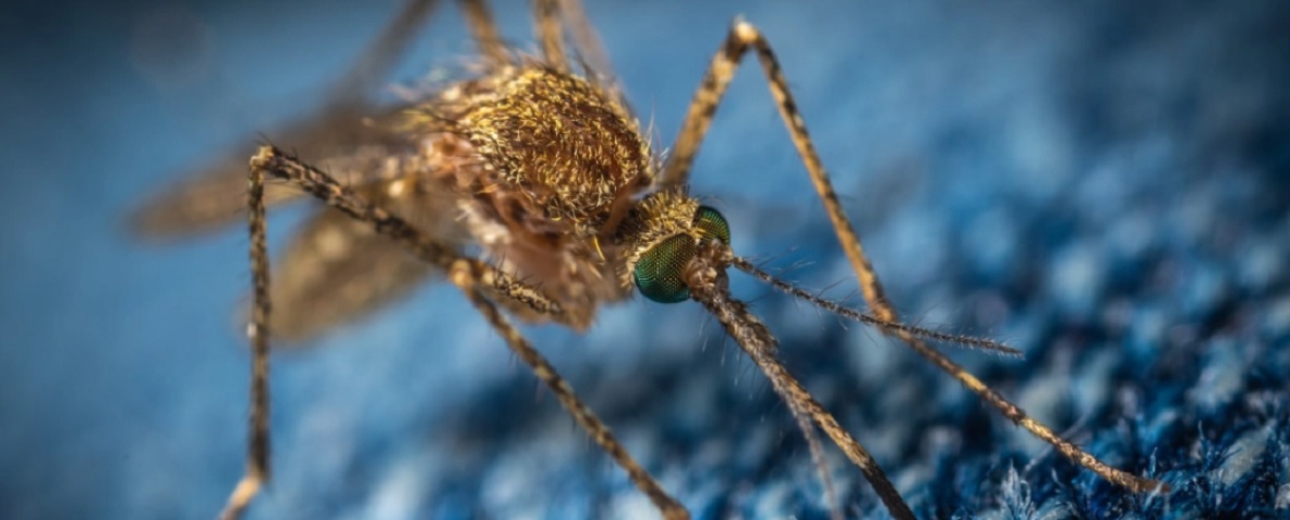 Малярійні комарі розширюють зону існування майже на 5 кілометрів щороку — дослідження