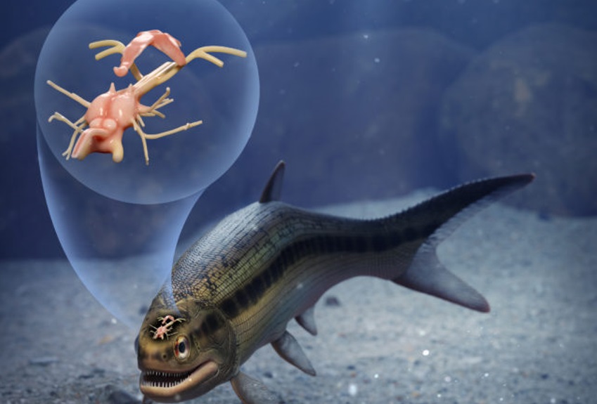 Ученый случайно нашел самый древний мозг рыбы (ВИДЕО)