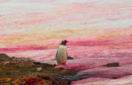 На станции Вернадского в Антарктиде снег стал розового цвета — зацвели водоросли (ФОТО)