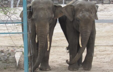 У Миколаївському зоопарку показали зустріч слонів після розлуки