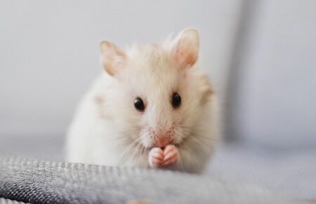 Дослідники склали повну карту мозку мишей