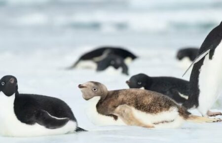 В Антарктиді помітили рідкісного пінгвіна
