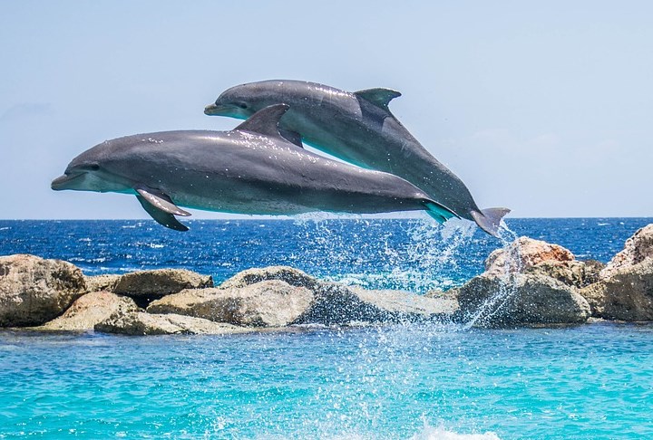 У Франції на узбережжя викидається рекордна кількість мертвих дельфінів