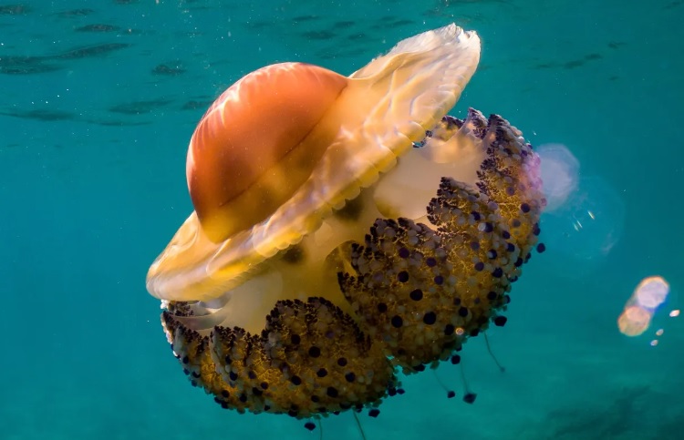 У водах океану бродить медуза, схожа на смажене яйце