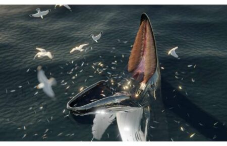 Ученые нашли связь между древними мифами и недавно открытым способом питания китов