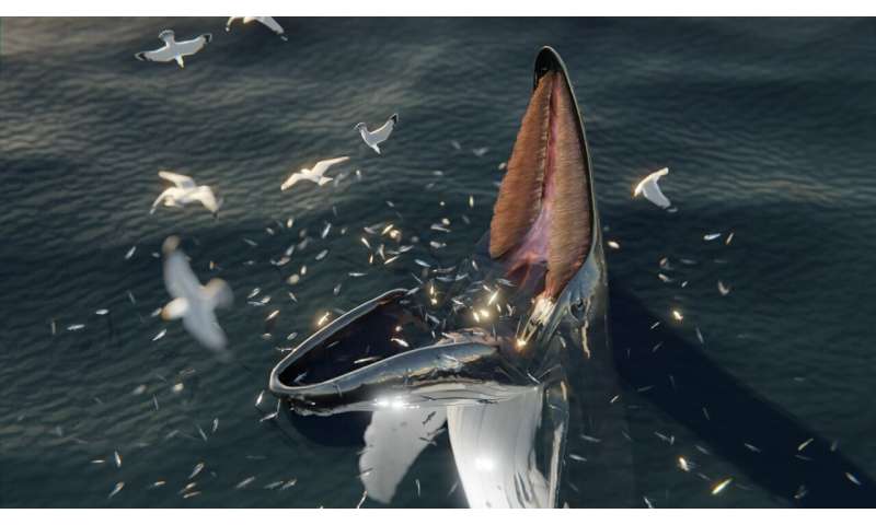 Науковці знайшли звʼязок між стародавніми міфами і нещодавно відкритим способом харчування китів