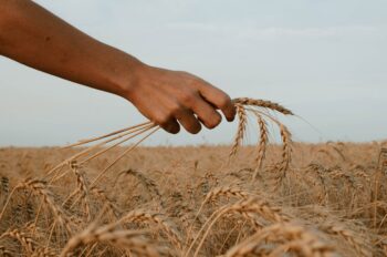 Україна продала 20 млн тонн зерна і недоотримала 750 млн доларів виторгу — журналістка