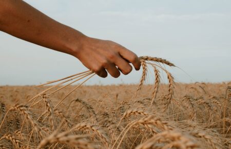 Україна продала 20 млн тонн зерна і недоотримала 750 млн доларів виторгу — журналістка
