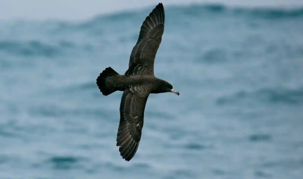 У морських птахів виявили нове захворювання, яке спричиняє пластик