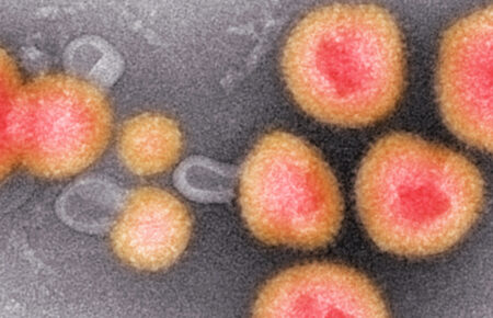 Науковці виявили 30 тисяч нових вірусів у ДНК мікробів