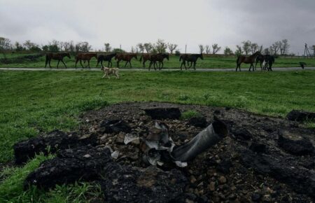 Чому з розбитої ферми в Авдіївці і досі не можуть евакуювати коней?