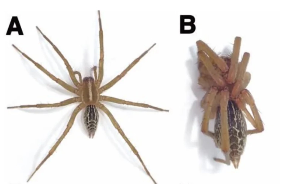 Деякі павуки бояться, що їх зʼїдять після сексу, тому уникають спарювання — дослідження