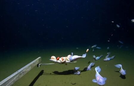 В Японии засняли рыбу на самой большой за историю съемок глубине — 8,3 километра