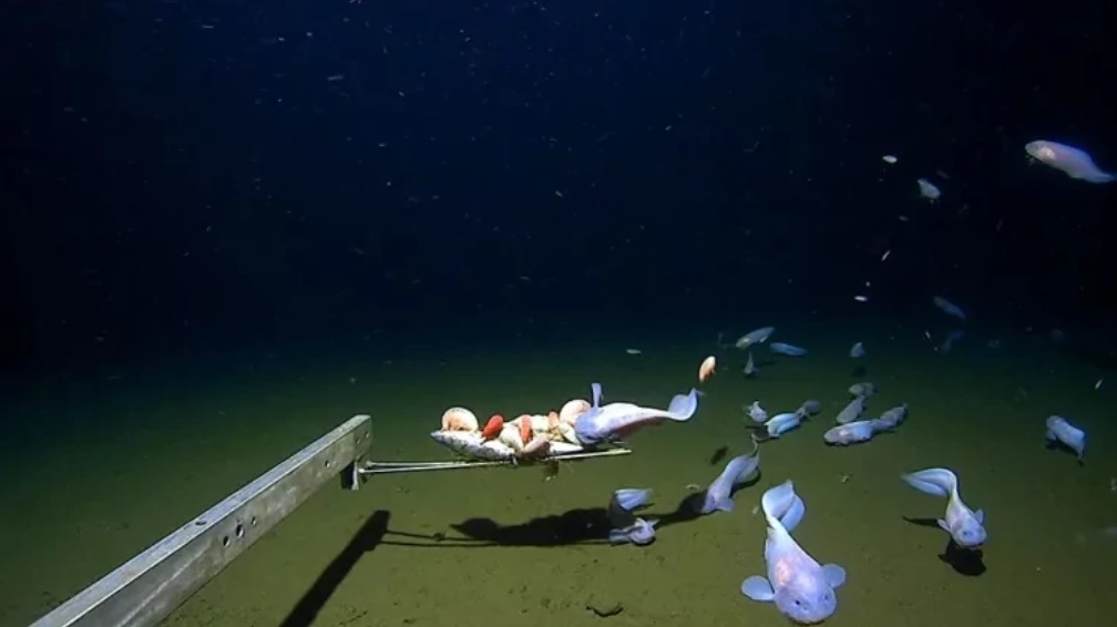 В Японии засняли рыбу на самой большой за историю съемок глубине — 8,3 километра