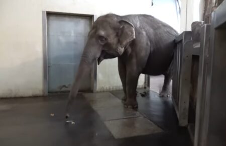 В берлинском зоопарке слон научился чистить бананы хоботом