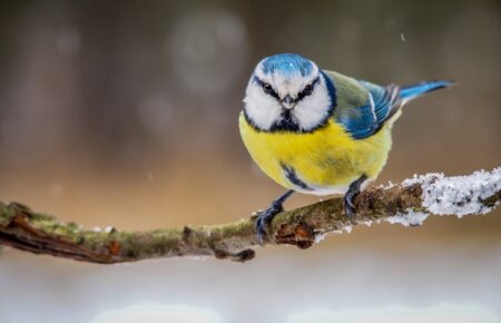 Чим годувати птахів у весняний період?