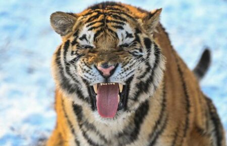 Дослідники виявили, що тигри мають різні типи характеру
