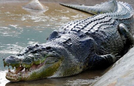 В Австралії тіло зниклого рибалки знайшли всередині крокодила