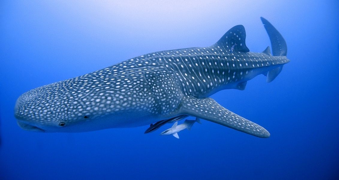 Китові акули почали сприймати австралійських учених як риб-чистильників