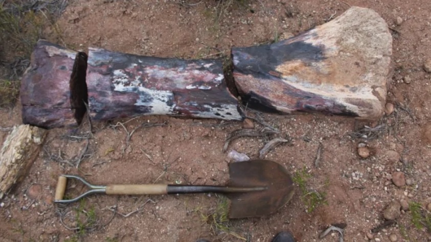 В Аргентині останки гігантського динозавра спричинили ДТП
