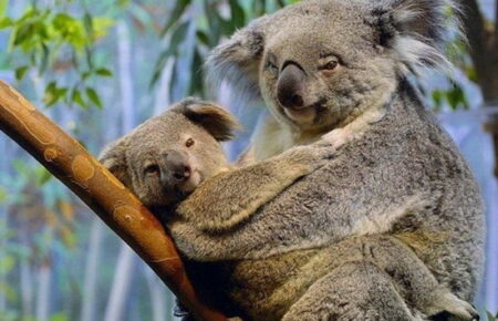 У Австралії вакцинують коал від хламідіозу, щоб врятувати тварин від вимирання