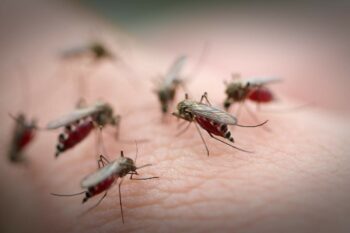 Як захиститися від лютих комарів і мошок, яких так багато цьогоріч?