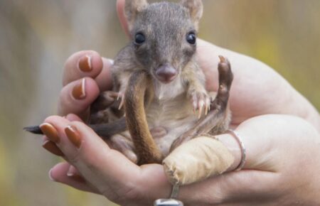 «Мінікенгуру» повертаються в Південну Австралію через понад сто років після зникнення