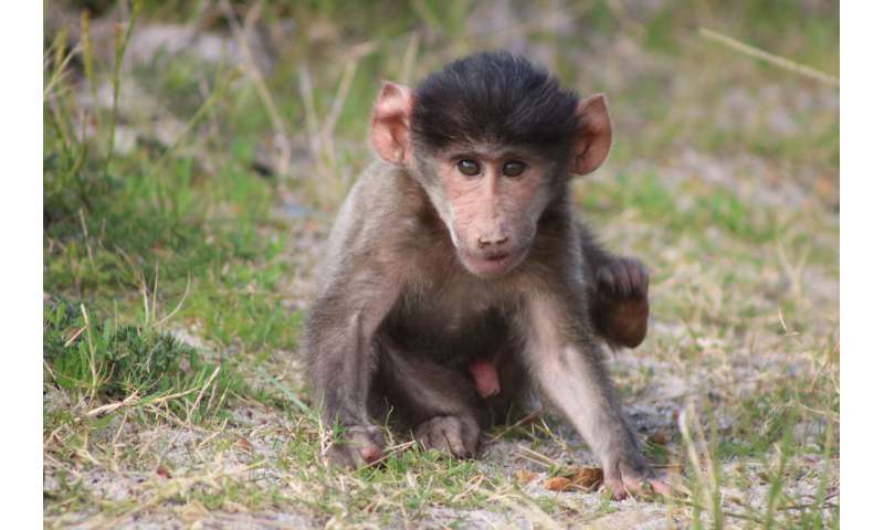У ПАР самки бабуїнів припинили відвідувати місто після пологів