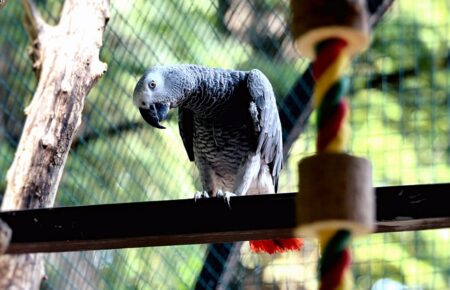 У Київському зоопарку облаштували новий вольєр для врятованих папуг жако (ФОТО)